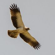 512px-Booted_eagle_in_flight